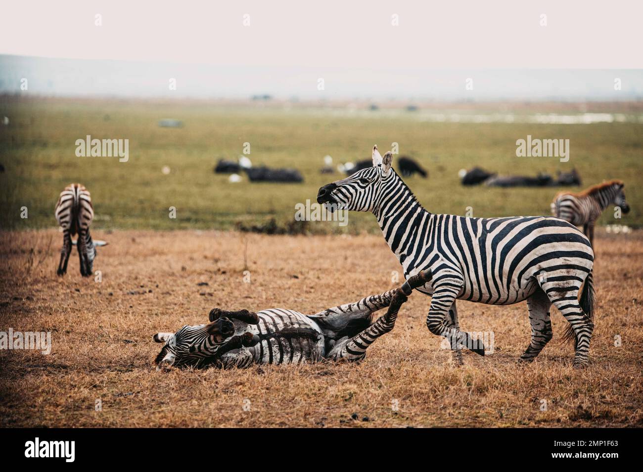 Mann verletzt. Masai Mara, Kenia: IN DEN AUGEN GLITZERNDE Bilder zeigen zwei Zebras in einer hitzigen Schlacht mit Hufen, wobei ein schmutziger Kämpfer aussieht, als würde er sein T benutzen Stockfoto