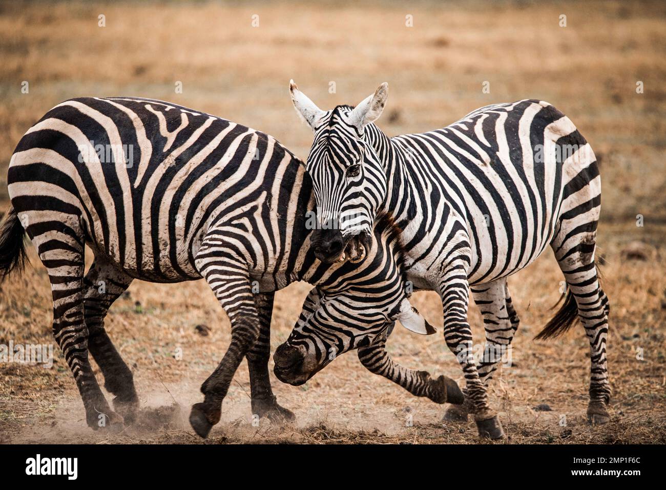 Ein bösartiger Kampf. Masai Mara, Kenia: IN DEN AUGEN GLITZERNDE Bilder zeigen zwei Zebras in einer hitzigen Schlacht mit Hufen, wobei ein dreckiger Kämpfer aussieht, als wäre er ein Vetter Stockfoto