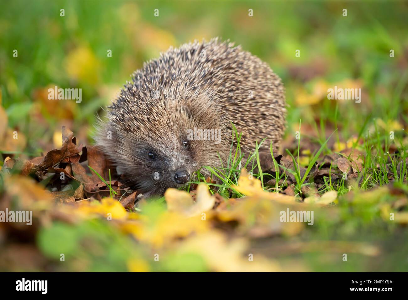 Europäischer Igel Erinaceus europaeus Erwachsener unter gefallenen Blättern auf einem Gartenrasen. Stockfoto