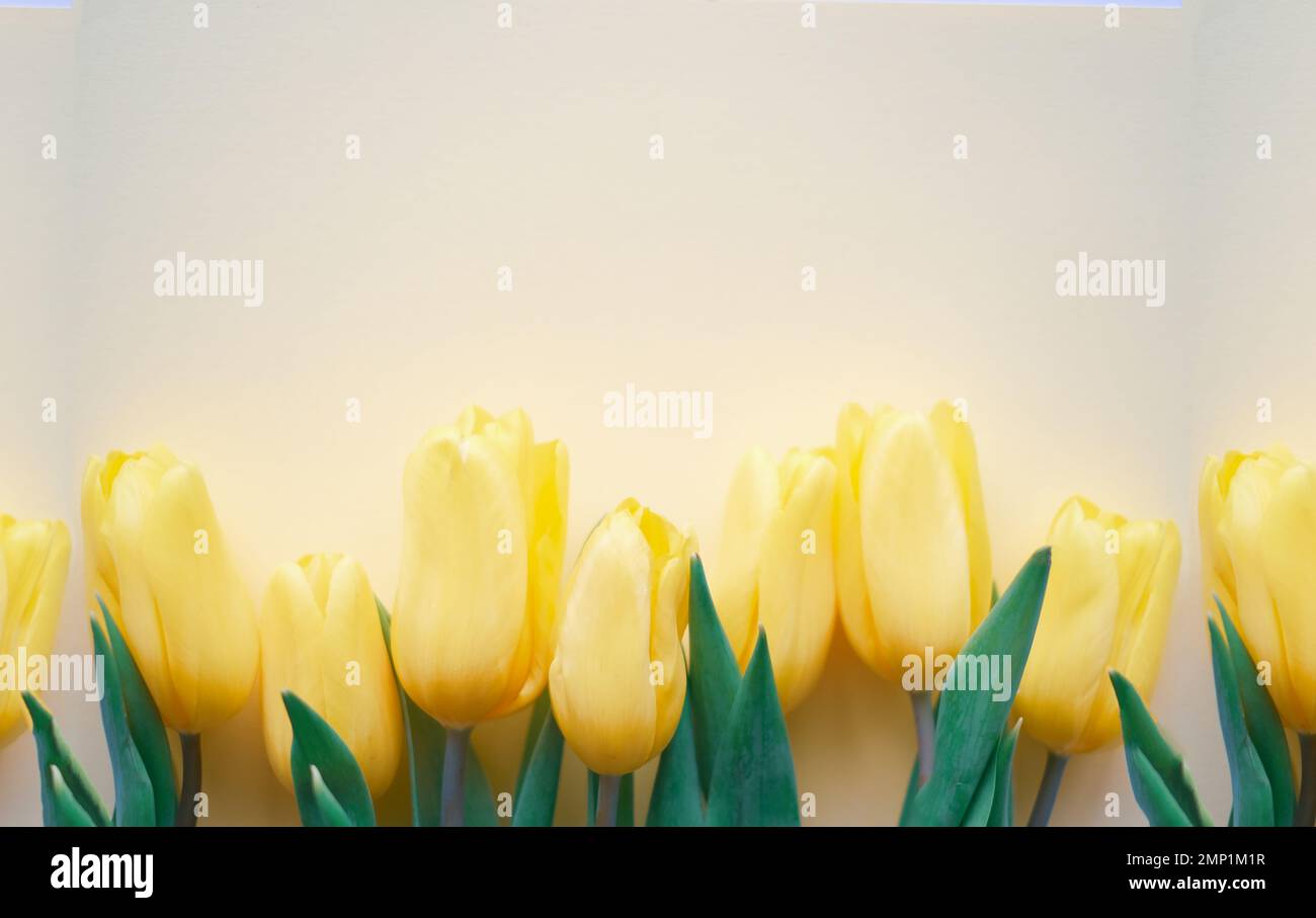 Blumenzusammensetzung. Gelbe Tulpenblüten auf weichem gelbem Hintergrund. Frühlings- und Sommerkonzept Stockfoto