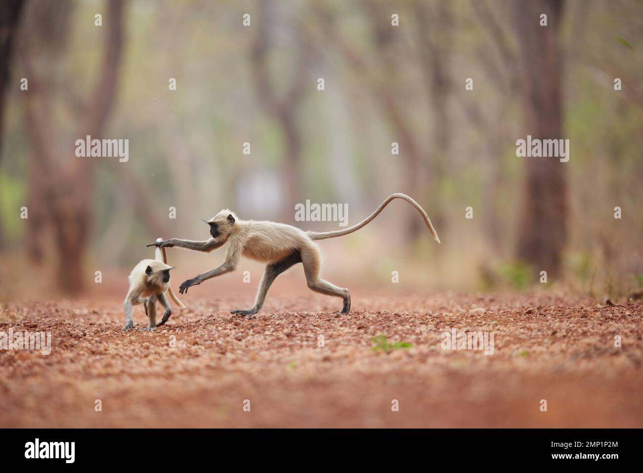 Ein Langur-Baby-Affe wird von seinem Geschwister im Tadoba Tiger Reserve, Indien, gejagt: VERSPIELTE BILDER zeigen Affen, die hoch springen, wenn sie in ein akrobatisches Spiel eintreten Stockfoto