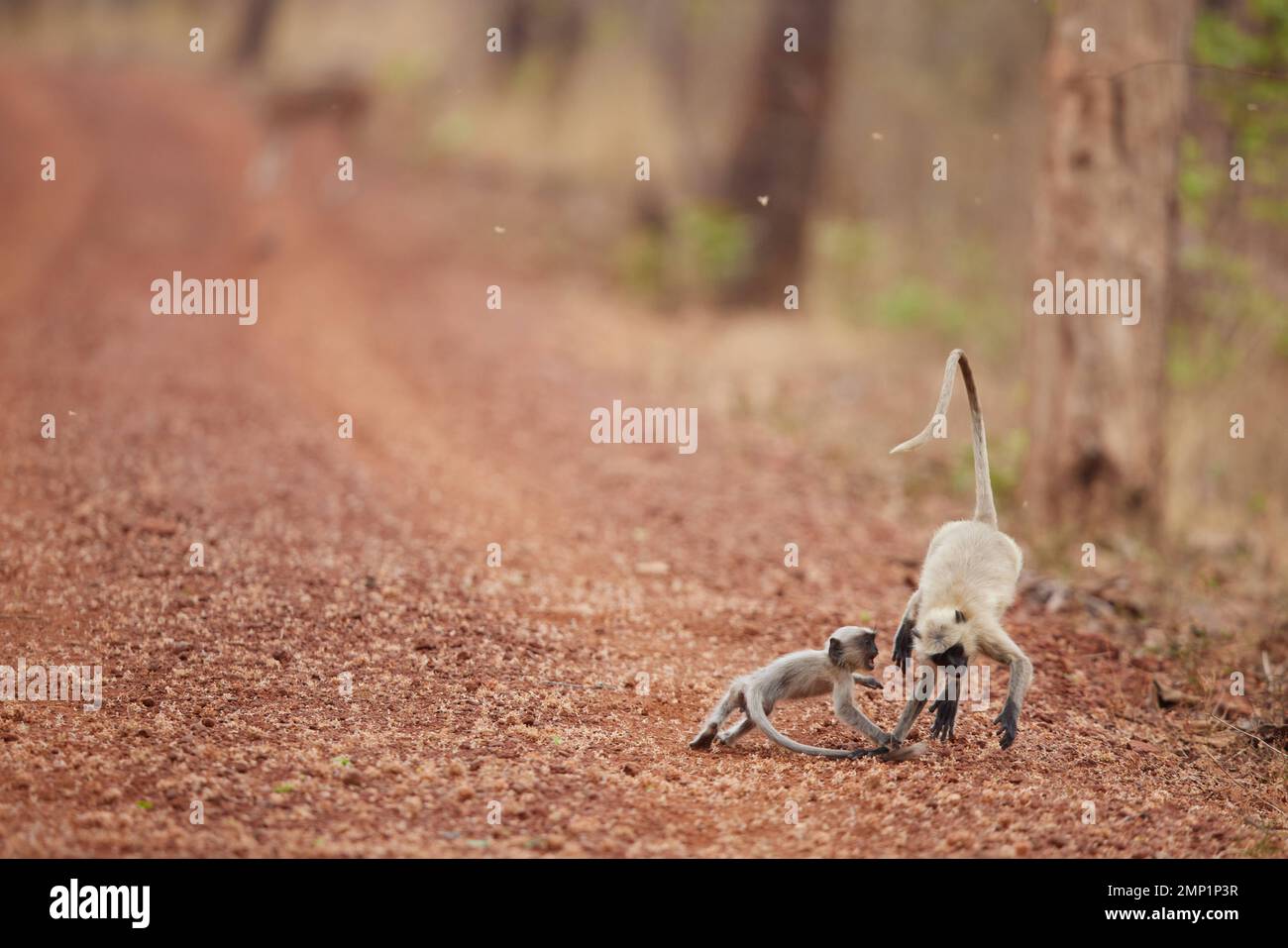 Ein Baby-Langur-Affe jagt seinem älteren Geschwister im Tadoba Tiger Reserve, Indien: VERSPIELTE BILDER zeigen Affen, die hoch springen, wenn sie in ein akrobatisches Spiel eintreten Stockfoto
