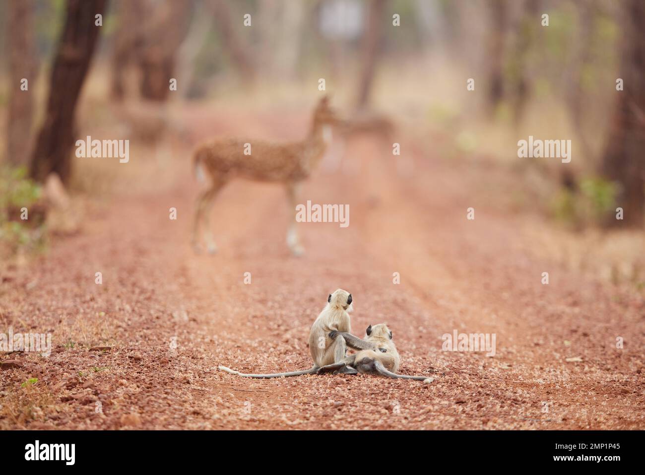 Im Tadoba Tiger Reserve, Indien, werden zwei Baby-Langur-Affen von Hirschen umgehauen: VERSPIELTE BILDER zeigen Affen, die hoch springen, wenn sie in einen Akrobaten eindringen Stockfoto
