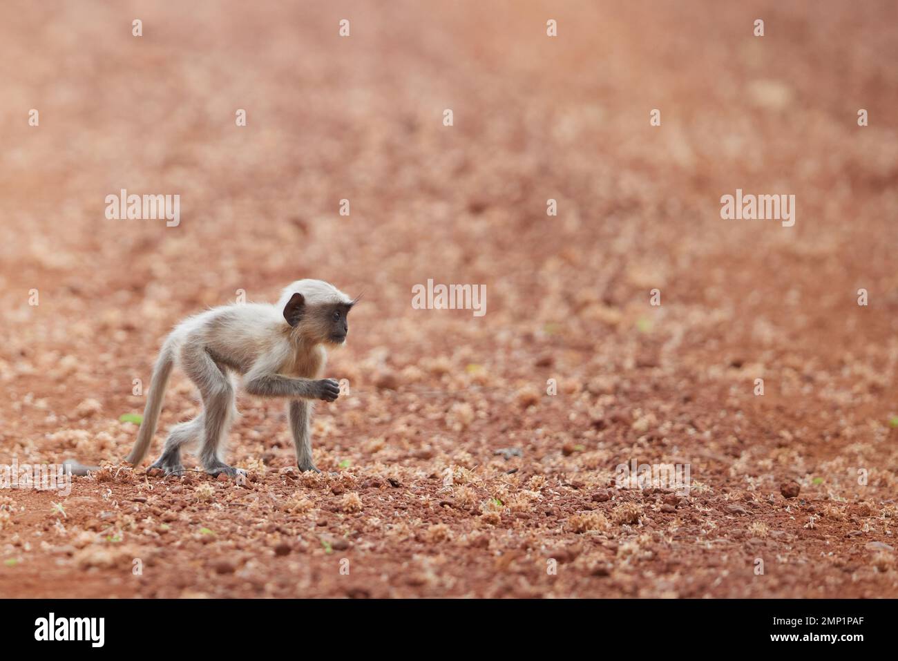 Ein Baby-Langur-Affe im Tadoba Tiger Reserve, Indien: VERSPIELTE BILDER zeigen Affen, die hoch springen, wenn sie in ein akrobatisches Fangen-Spiel eintreten. Ein Bild wird angezeigt Stockfoto