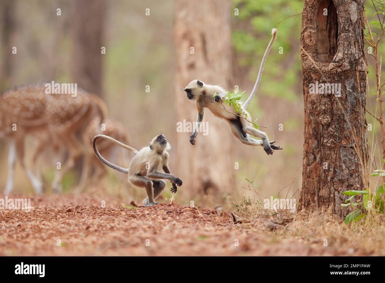 Er springt für einen Kampf ein. Im Tadoba Tiger Reserve, Indi, springt ein Langur-Affe mit einem Zweig in der Hand während einer verspielten Interaktion von seinem Geschwister weg Stockfoto