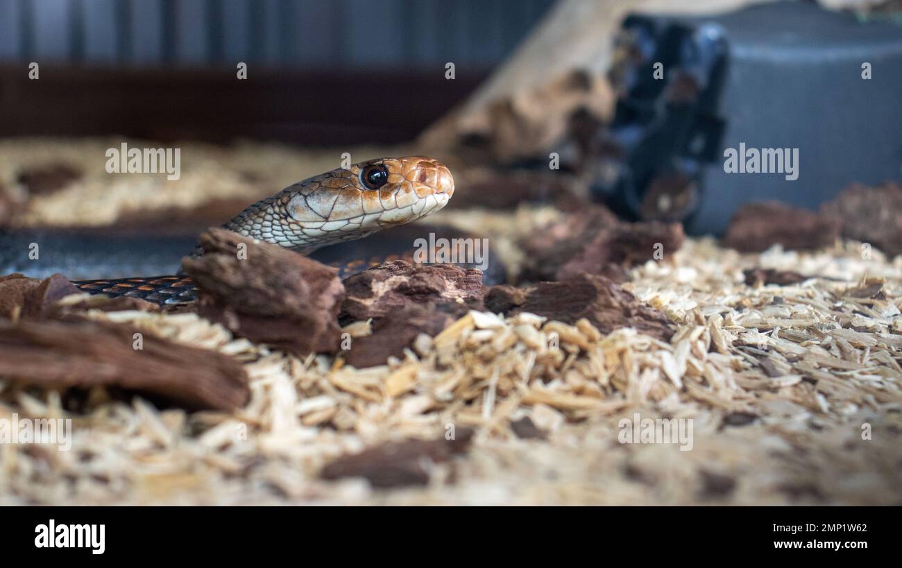 Exotische Schlange in Gefangenschaft Stockfoto