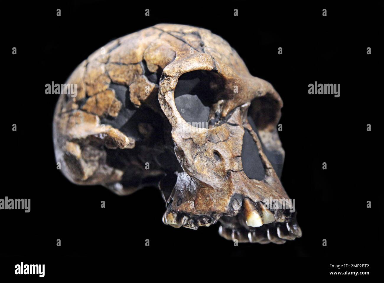 Spezies Homo habilis Skull. Handy man. Archaische Spezies von Homo. Lebte vor 2,1 bis 1,5 Millionen Jahren. Stockfoto
