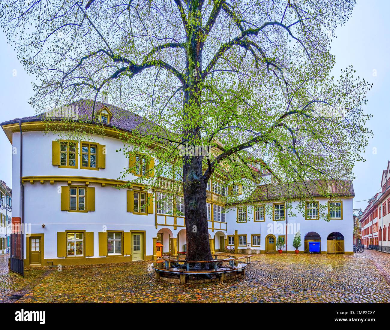 Der Innenhof des Kulturmuseums Basel mit hohem Baum in der Mitte, Schweiz Stockfoto