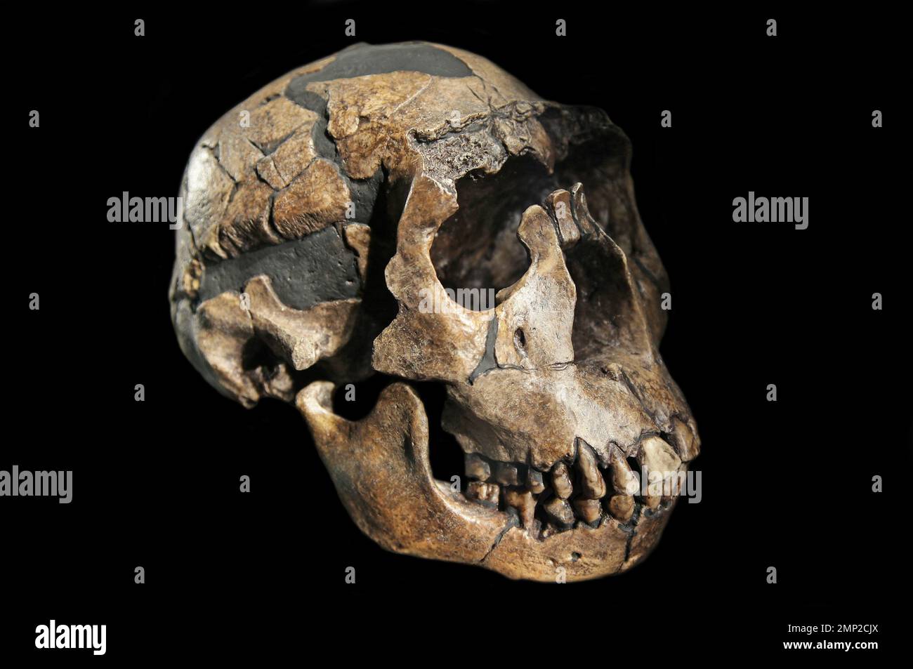 Art;Homo erectus Skull.der Turkana-Junge.Schädel aus Turkana in Kenia.Eugene Dubois fand asiatische Fossilien von Homo erectus auf Java.Turkana County;Bezirk in der ehemaligen Rift Valley Province of Kenia.(Besetzung von KNM-WT 15000) Stockfoto
