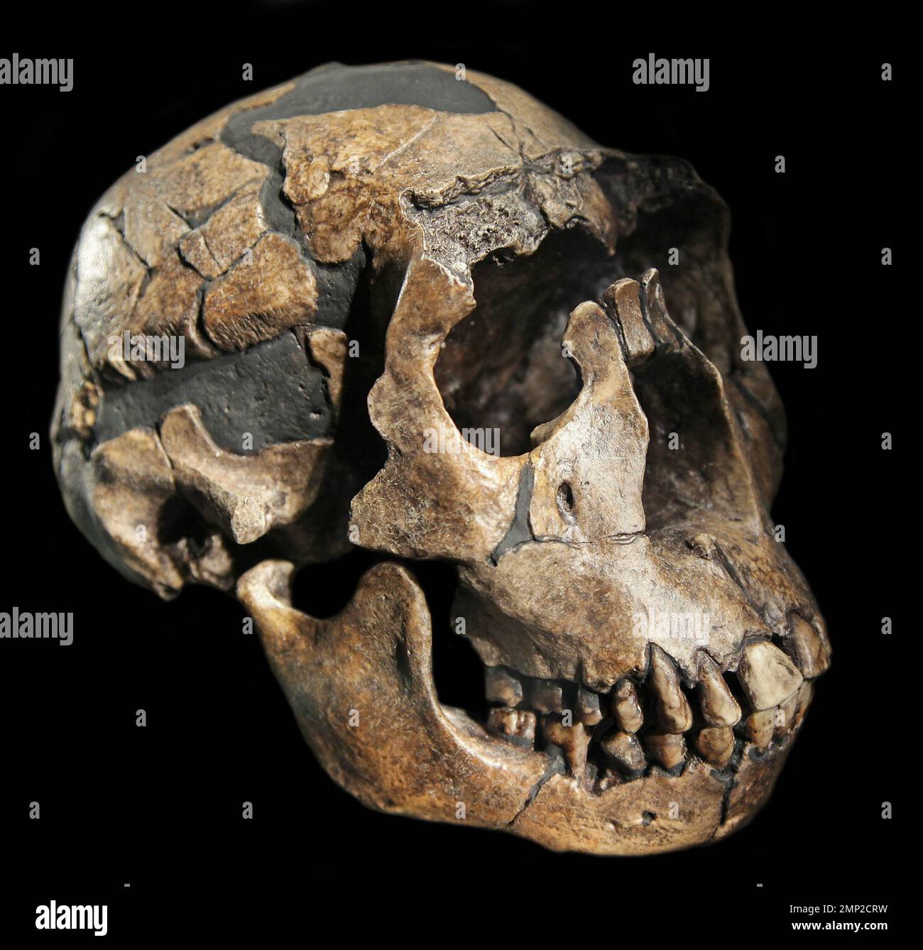 Art;Homo erectus Skull.der Turkana-Junge.Schädel aus Turkana in Kenia.Eugene Dubois fand asiatische Fossilien von Homo erectus auf Java.Turkana County;Bezirk in der ehemaligen Rift Valley Province of Kenia.(Besetzung von KNM-WT 15000) Stockfoto