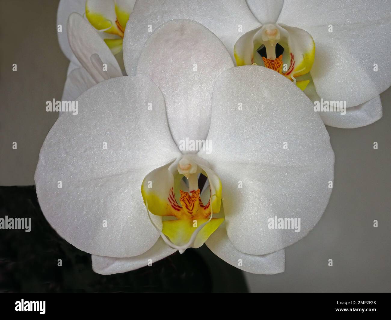 Orchidee blüht auf Phalaenopsis Hybrid. Stockfoto