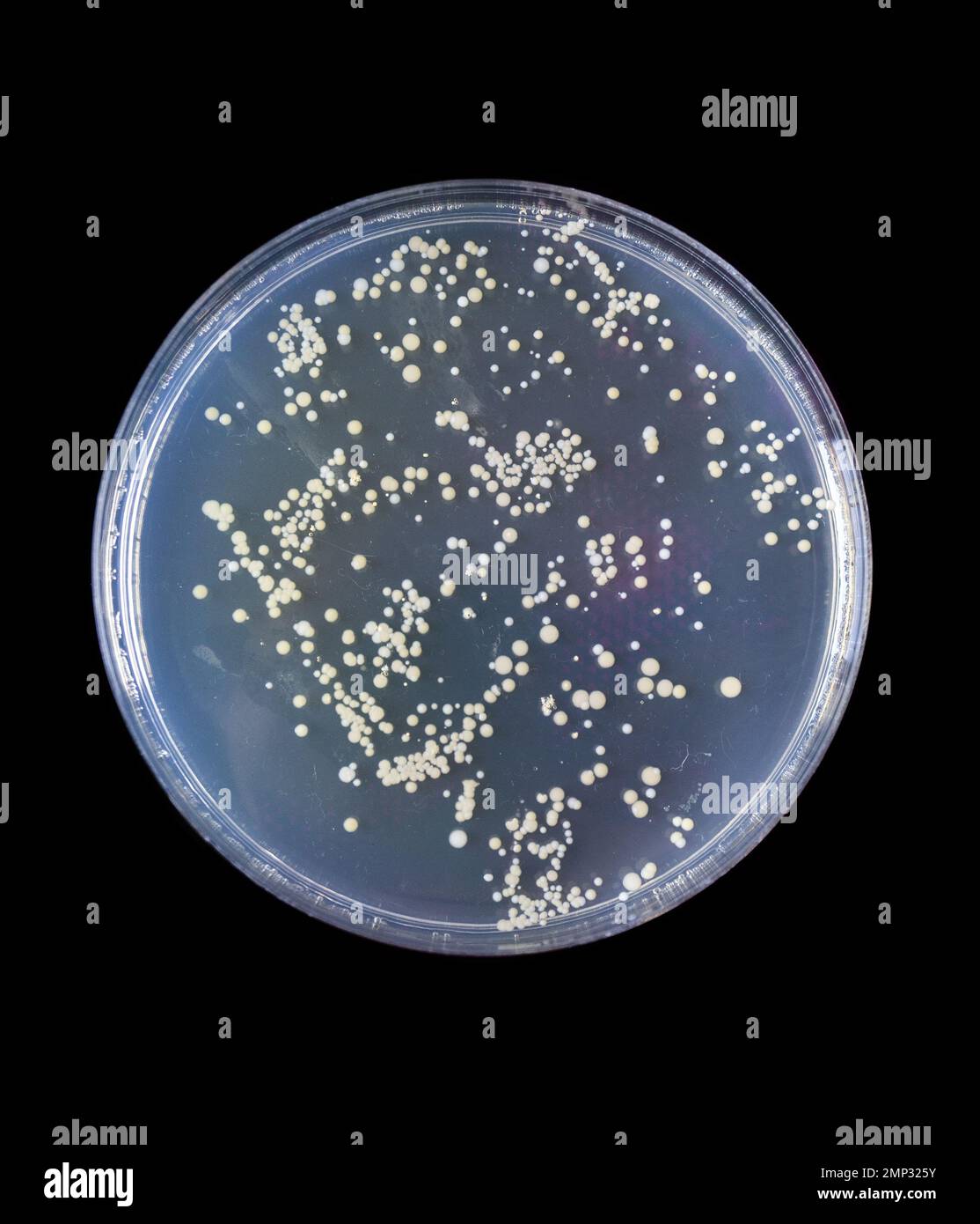 Petrischale mit Bakterien nach Aussaat in Agar Stockfoto