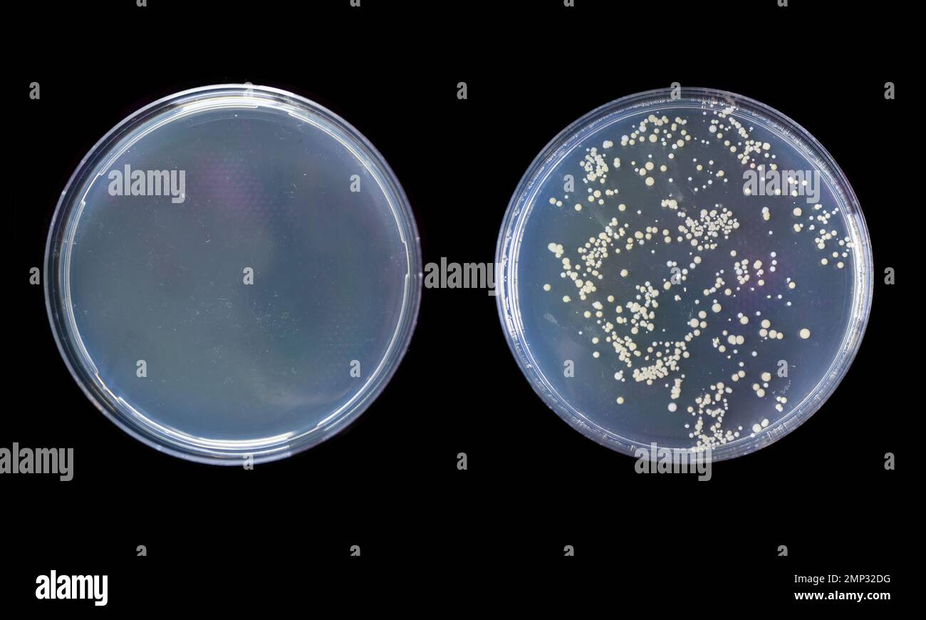 Petrischale vor und nach Aussaat von Bakterien in Agar Stockfoto
