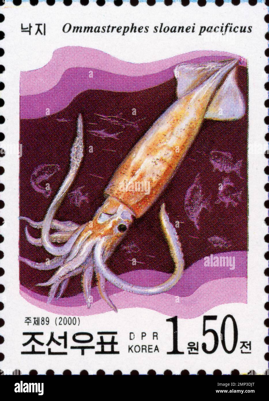 Nordkoreanische Briefmarke aus dem Jahr 2000 mit einer Illustration eines japanischen Flying Tintenfisches (Ommastrephes sloanei pacificus). Stockfoto