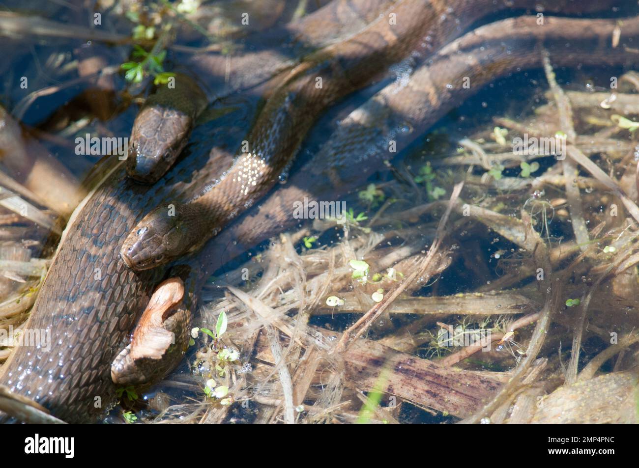Mehrere nördliche Wasserschlangen, die sich im Wasser aneinander schleichen Stockfoto