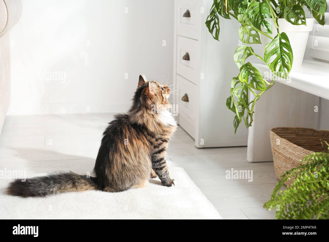 Niedliche Katze in der Nähe von Zimmerpflanzen auf dem Boden zu Hause Stockfoto
