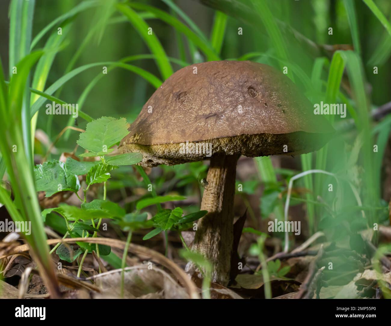 Pilze in der natürlichen Umgebung des Waldes Stockfoto