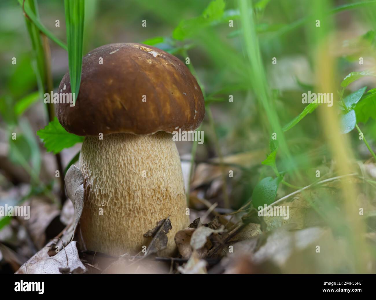 Pilze in der natürlichen Umgebung des Waldes Stockfoto
