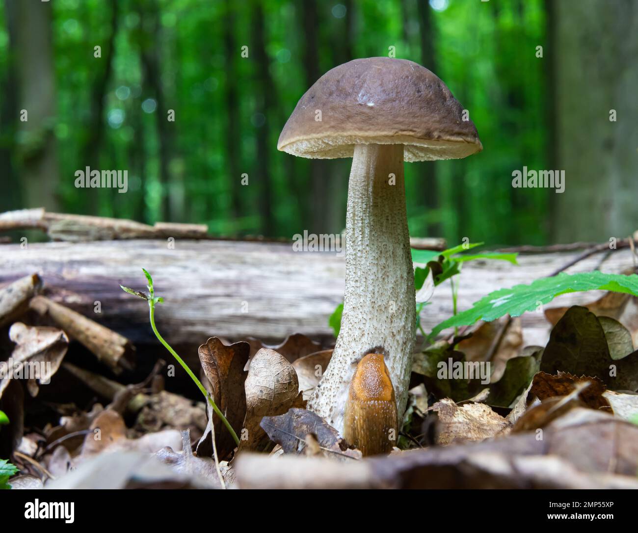 Pilze in der natürlichen Umgebung des Waldes Stockfoto