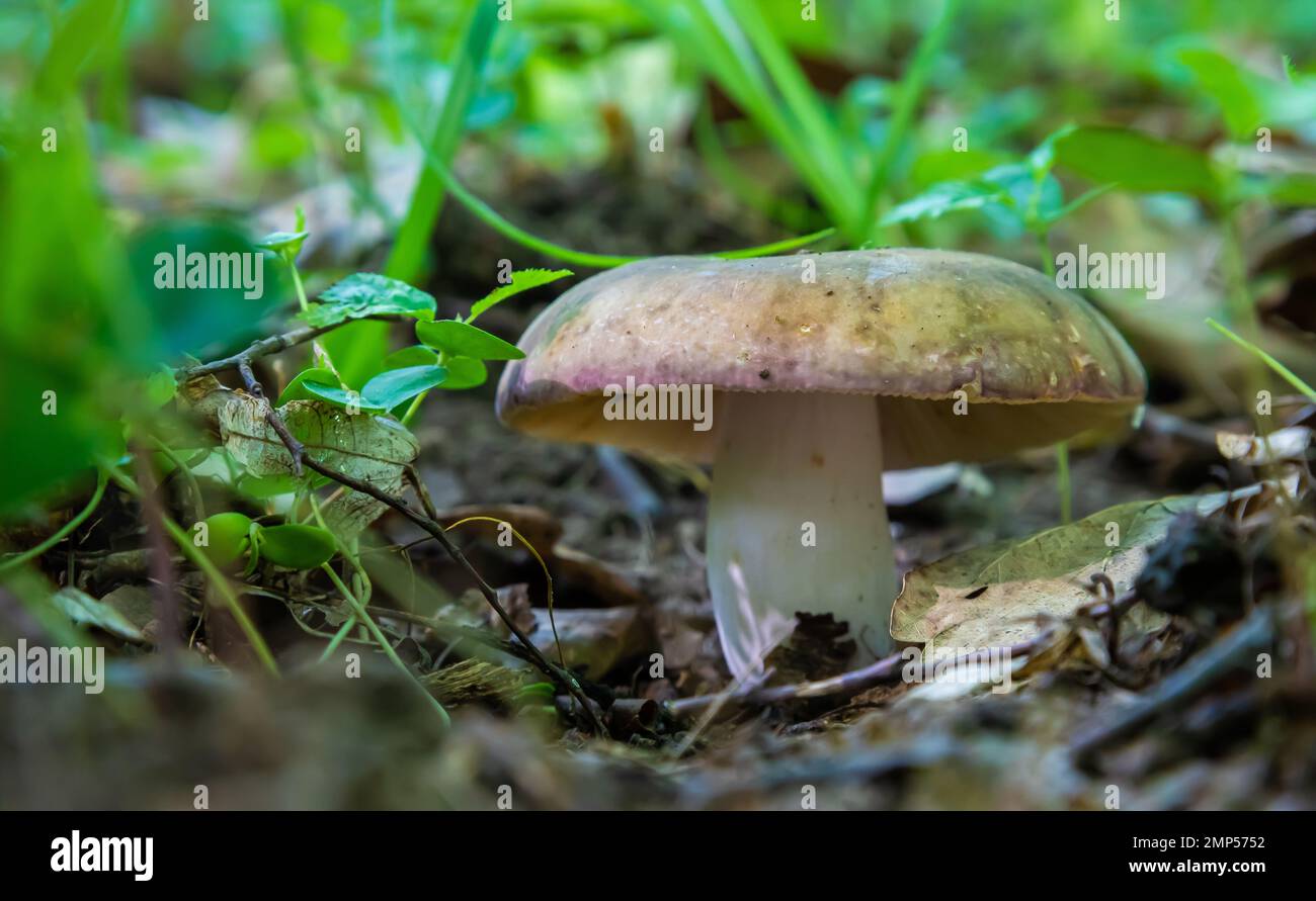 Pilze in der natürlichen Umgebung des Waldes Stockfoto