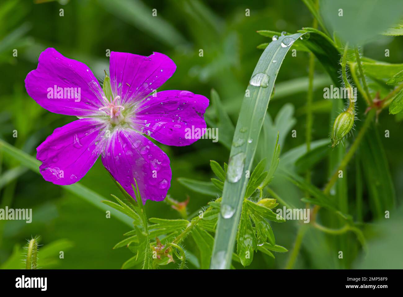 Blaue violette Wildblumen auf grünem Hintergrund Stockfoto