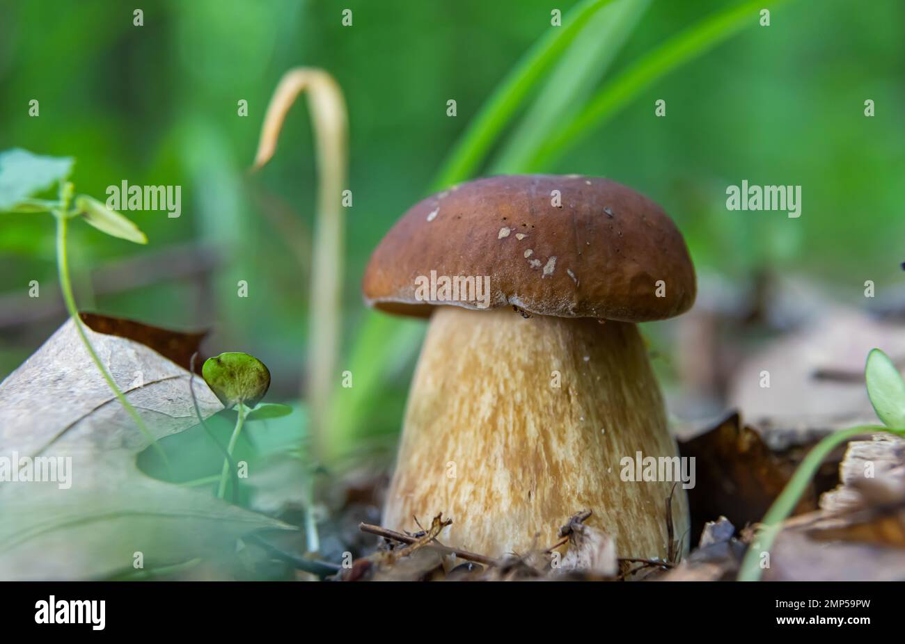 Pilze in der natürlichen Umgebung des Waldes Stockfoto
