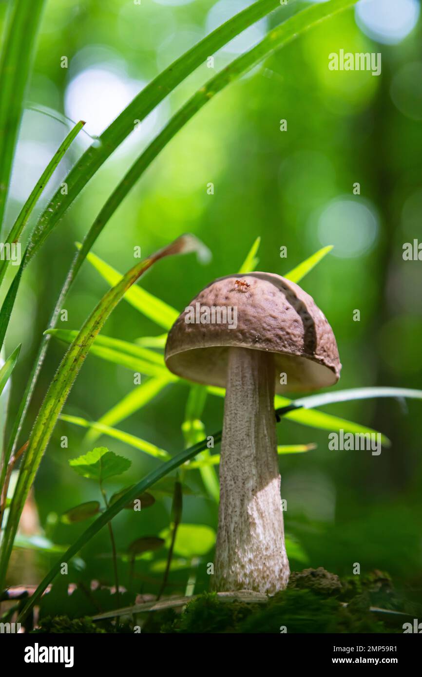 Pilze in der natürlichen Umgebung des Waldes Stockfoto