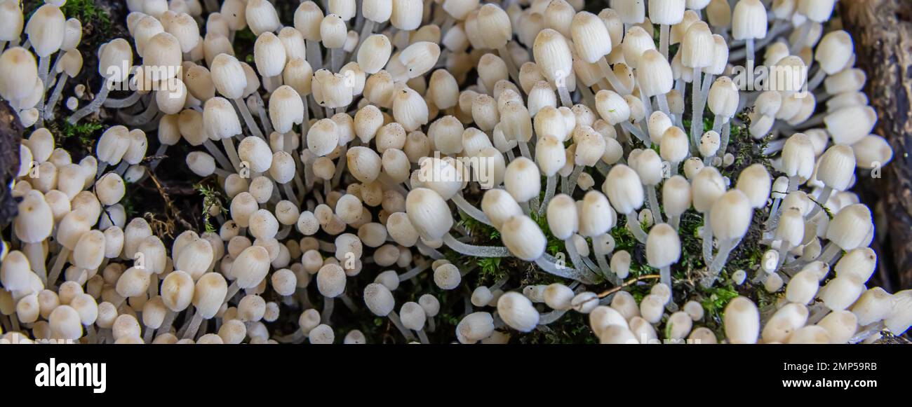 Pilze in der natürlichen Umgebung des Waldes Stockfoto