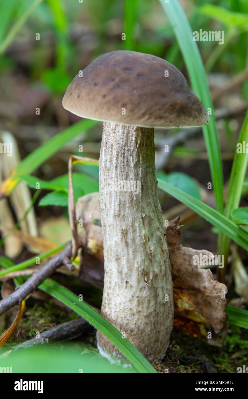 Pilze in der natürlichen Umgebung des Waldes Stockfoto