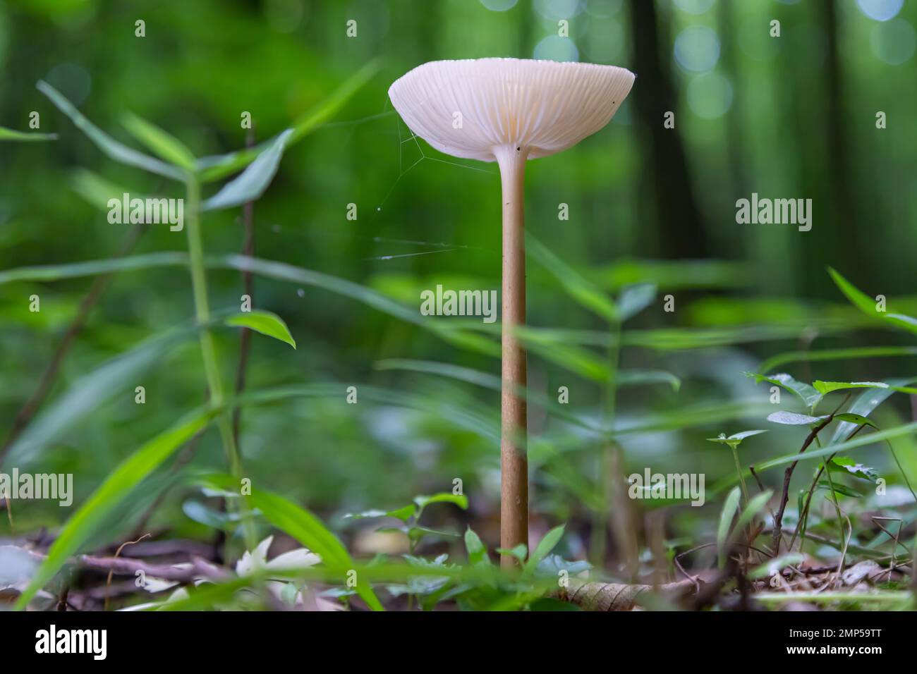 Pilze in der natürlichen Umgebung des Waldes Stockfoto
