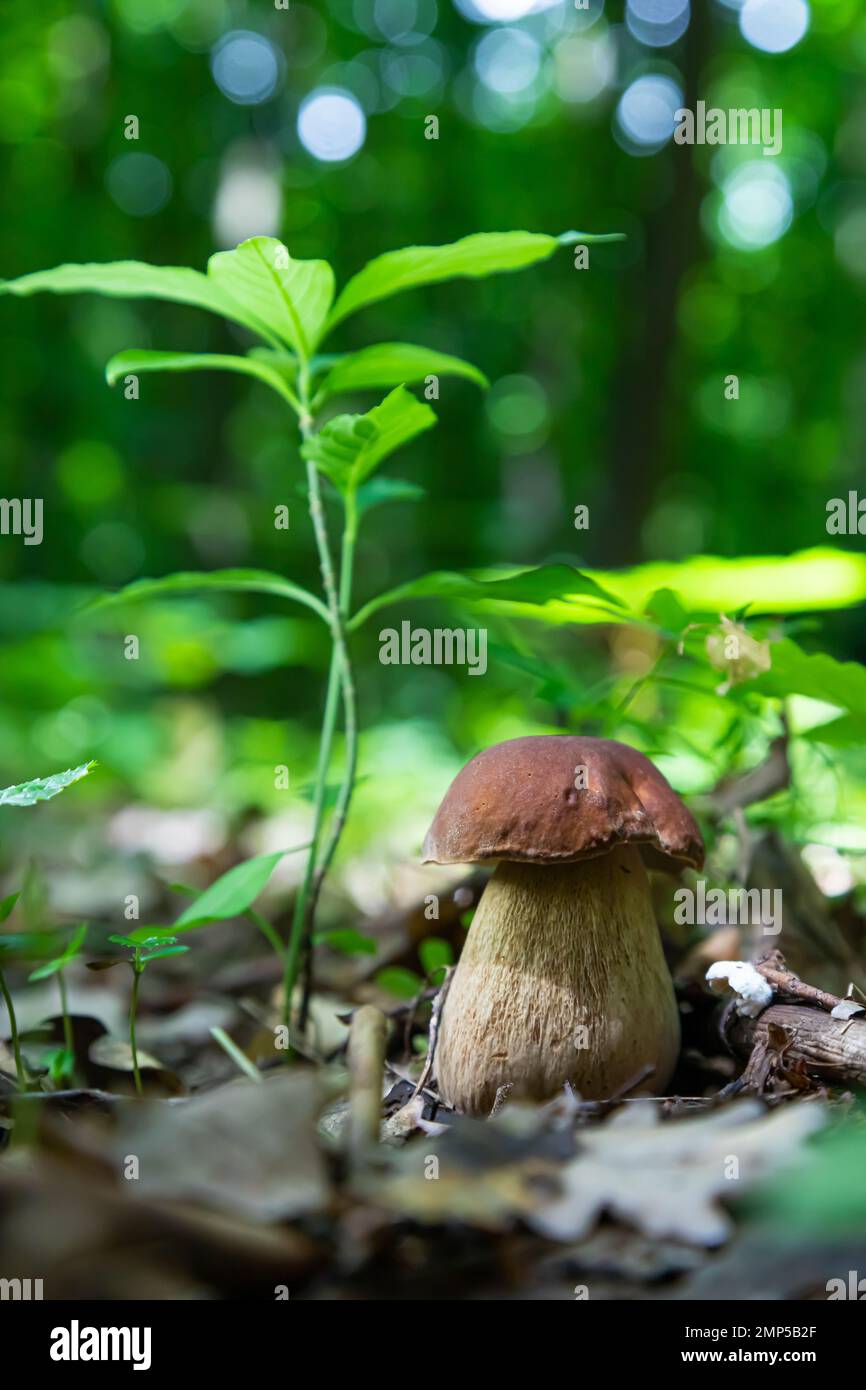 Pilze in der natürlichen Umgebung des Waldes Stockfoto
