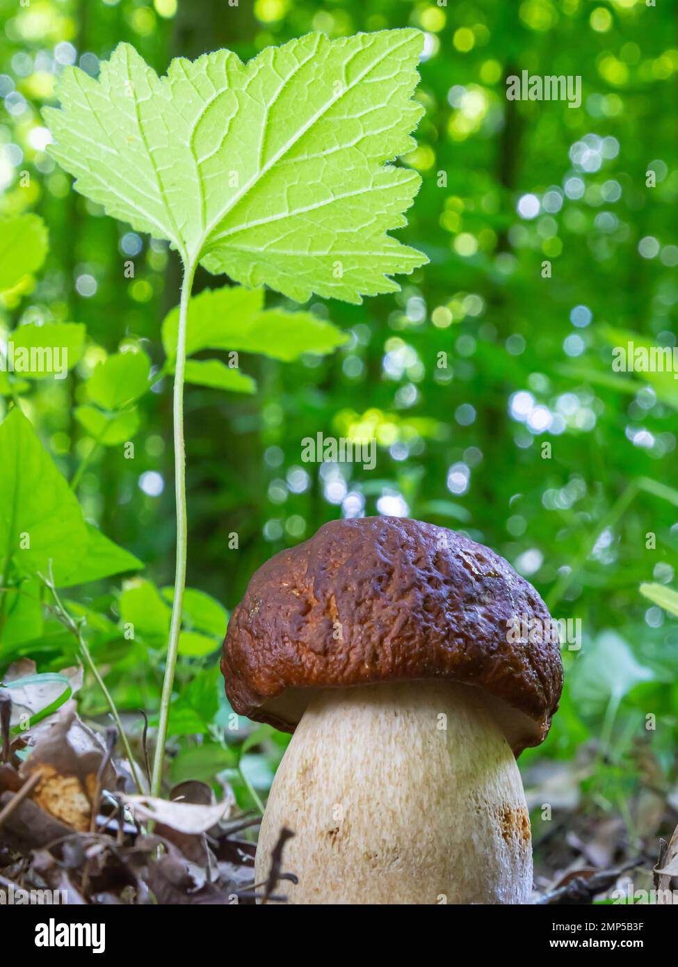 Pilze in der natürlichen Umgebung des Waldes Stockfoto