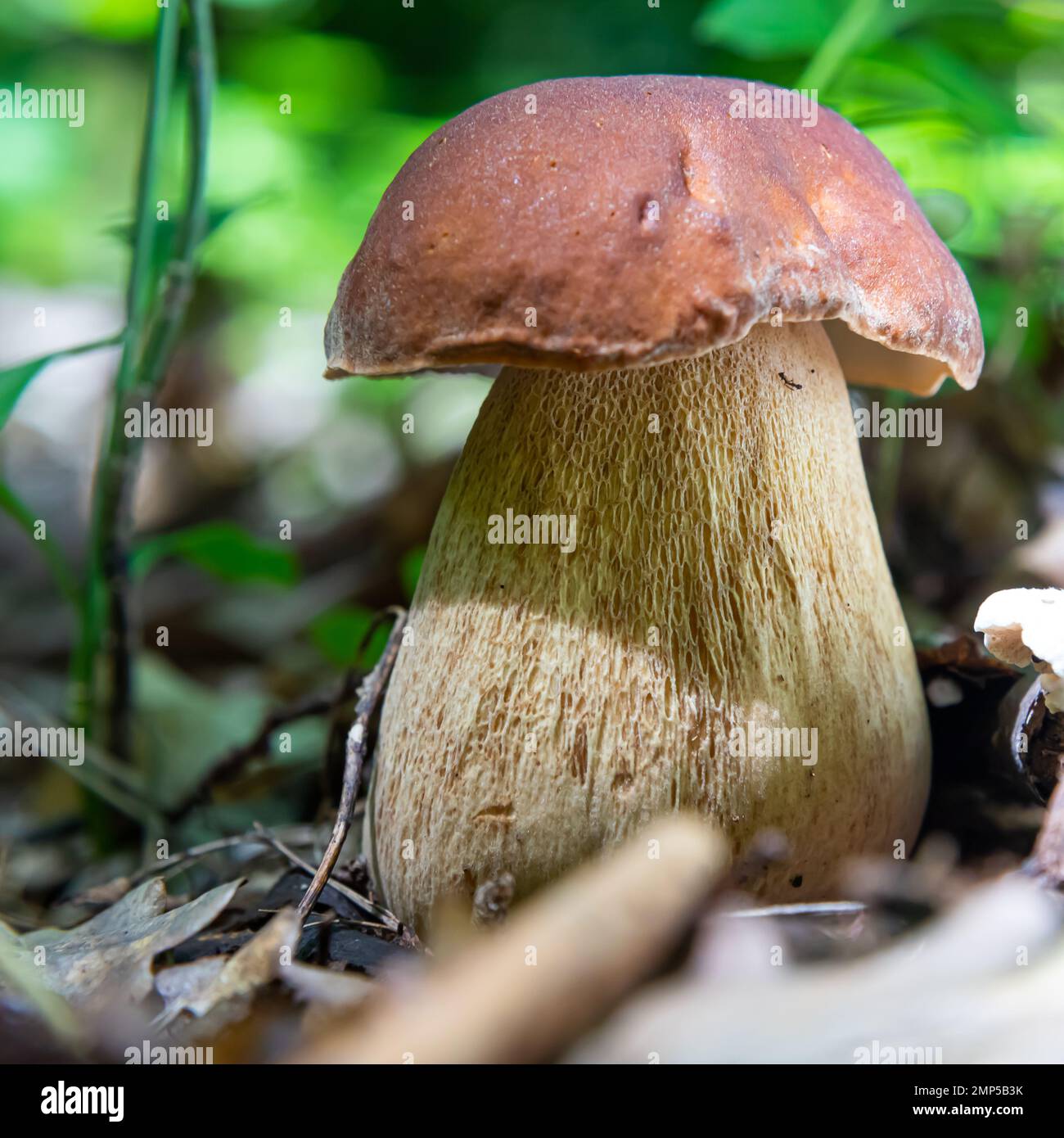 Pilze in der natürlichen Umgebung des Waldes Stockfoto