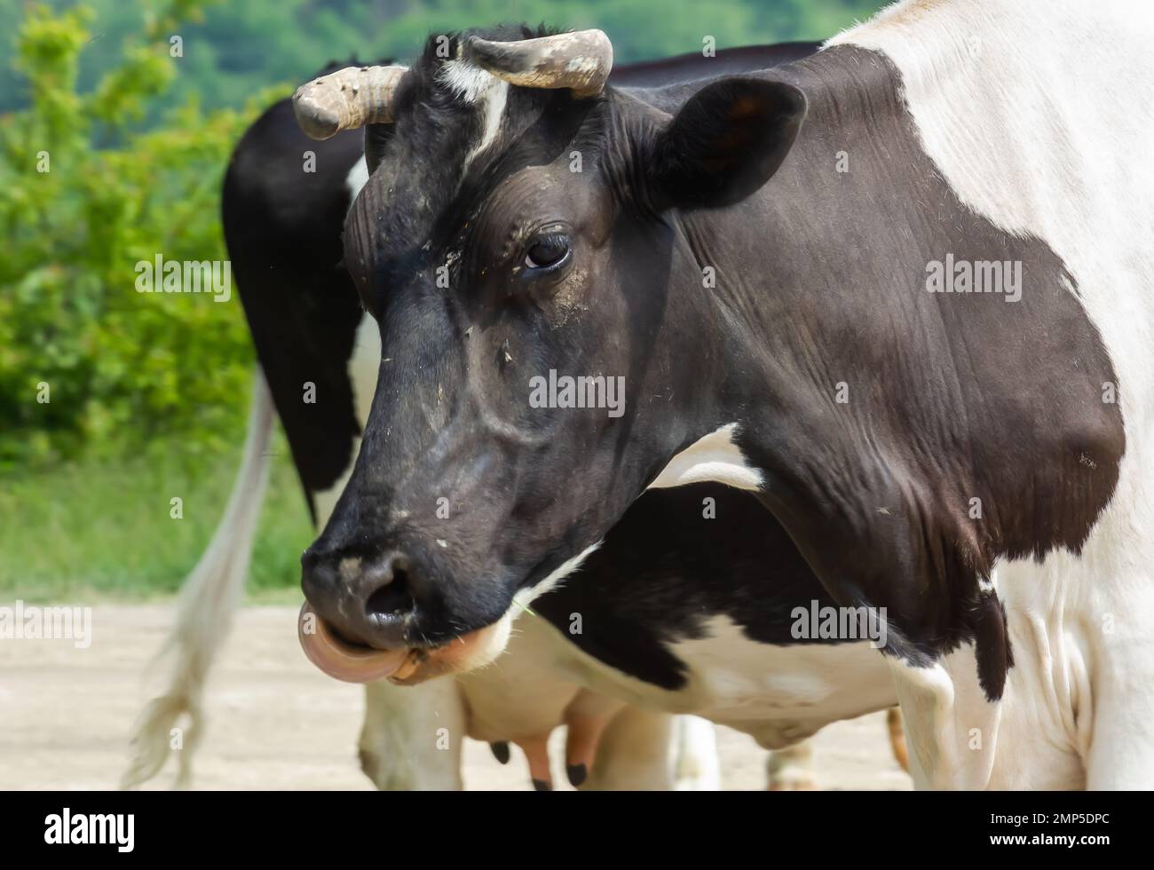 Kühe kommen an einem Sommertag auf dem Land von der Weide Stockfoto