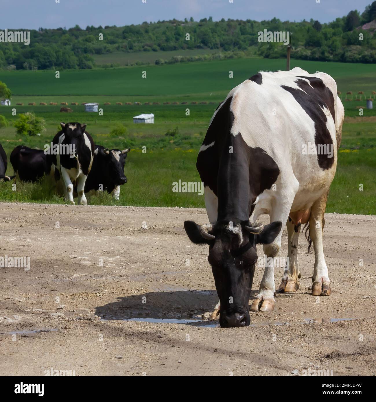 Kühe kommen an einem Sommertag auf dem Land von der Weide Stockfoto