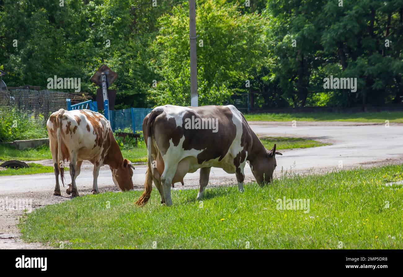 Kühe kommen an einem Sommertag auf dem Land von der Weide Stockfoto