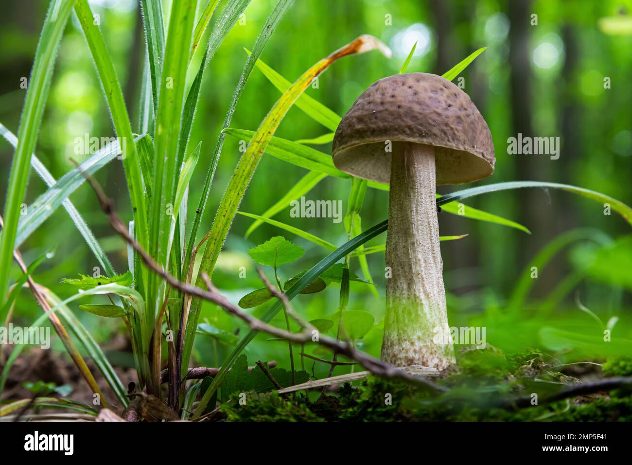 Pilze in der natürlichen Umgebung des Waldes Stockfoto