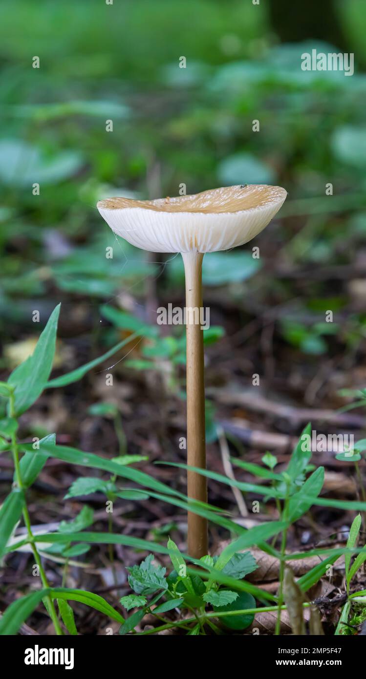 Pilze in der natürlichen Umgebung des Waldes Stockfoto