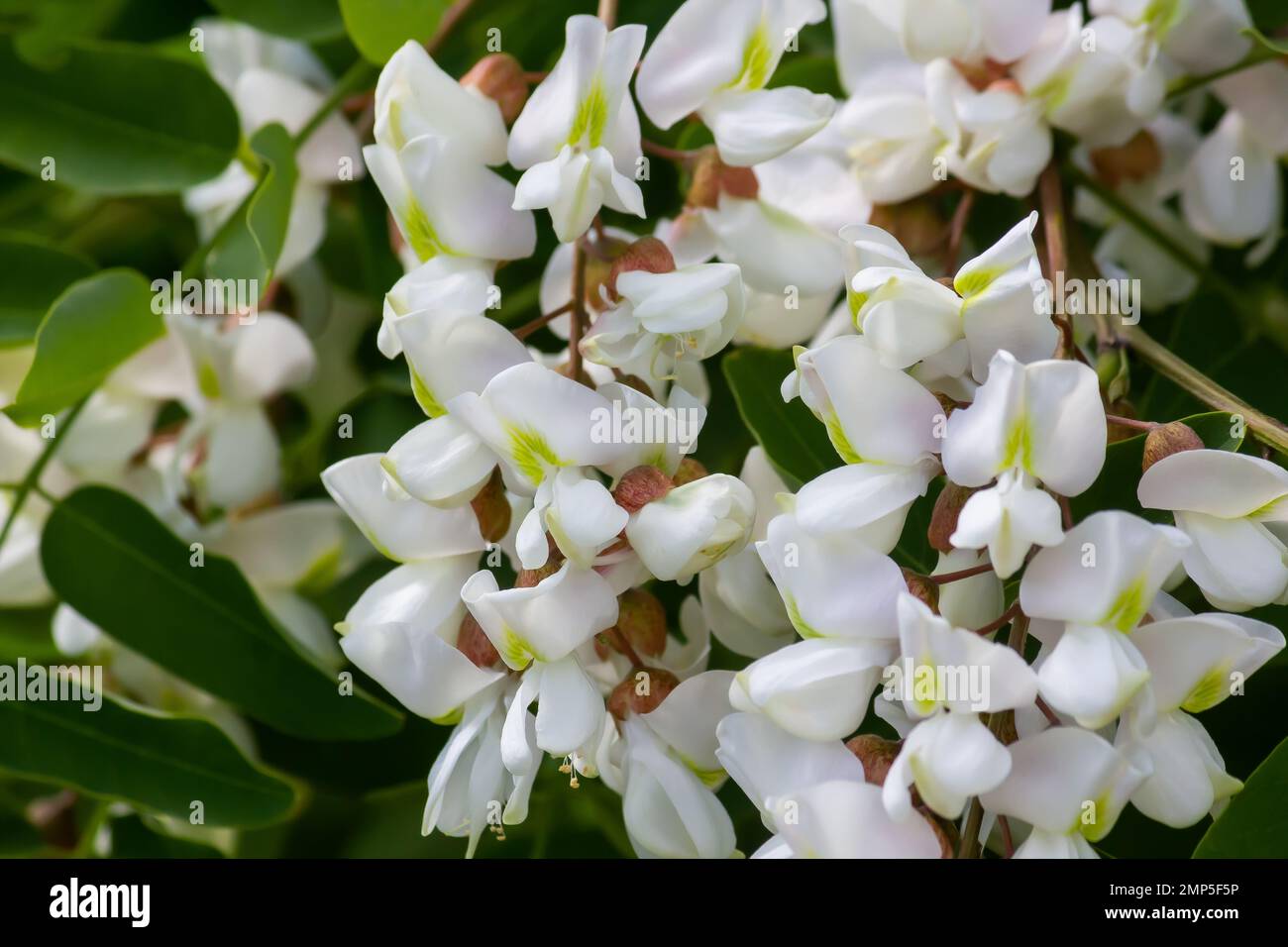 Weiße Akazienblumen an einem sonnigen Tag. Schließen. Sommer. Stockfoto