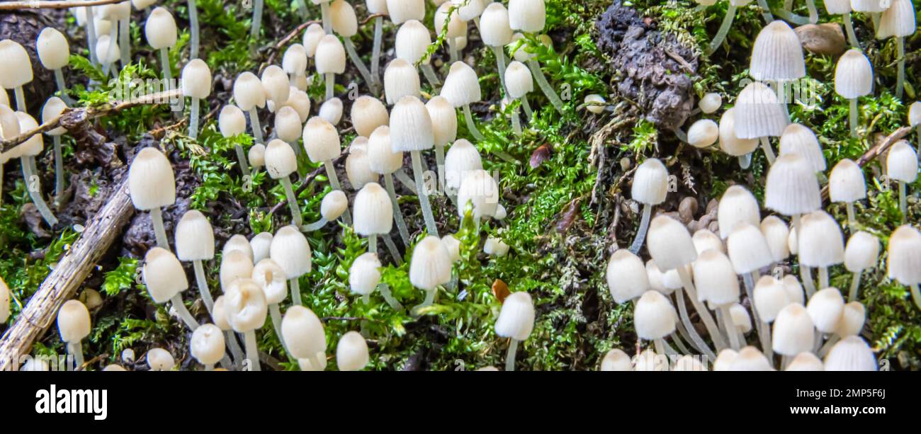 Pilze in der natürlichen Umgebung des Waldes Stockfoto