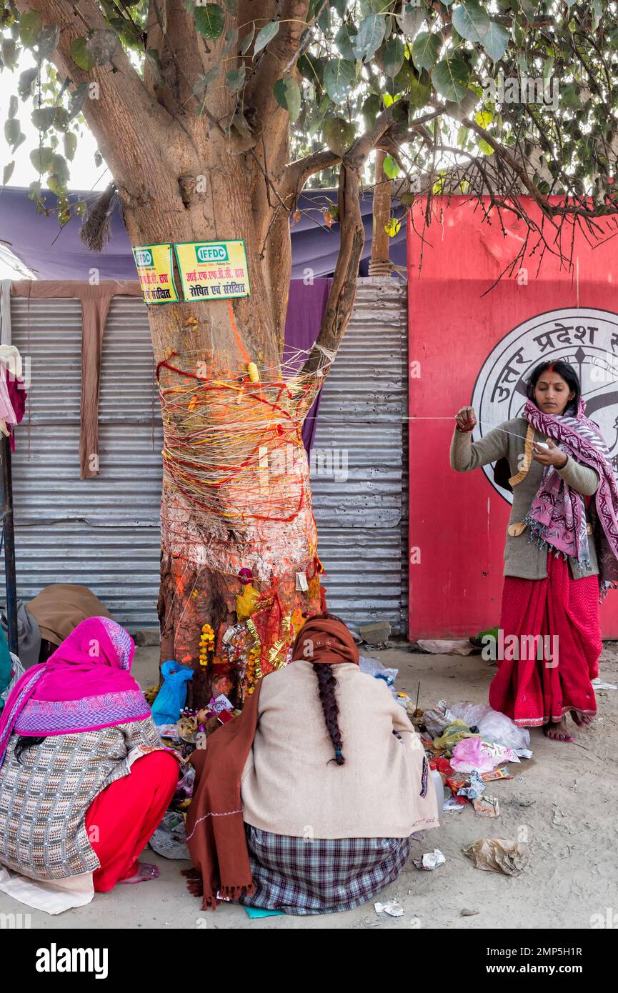 Indische Frauen mit einer Bodhi Baum. Allahabad Kumbh Mela, der weltweit größte religiöse Versammlung, Uttar Pradesh, Indien Stockfoto