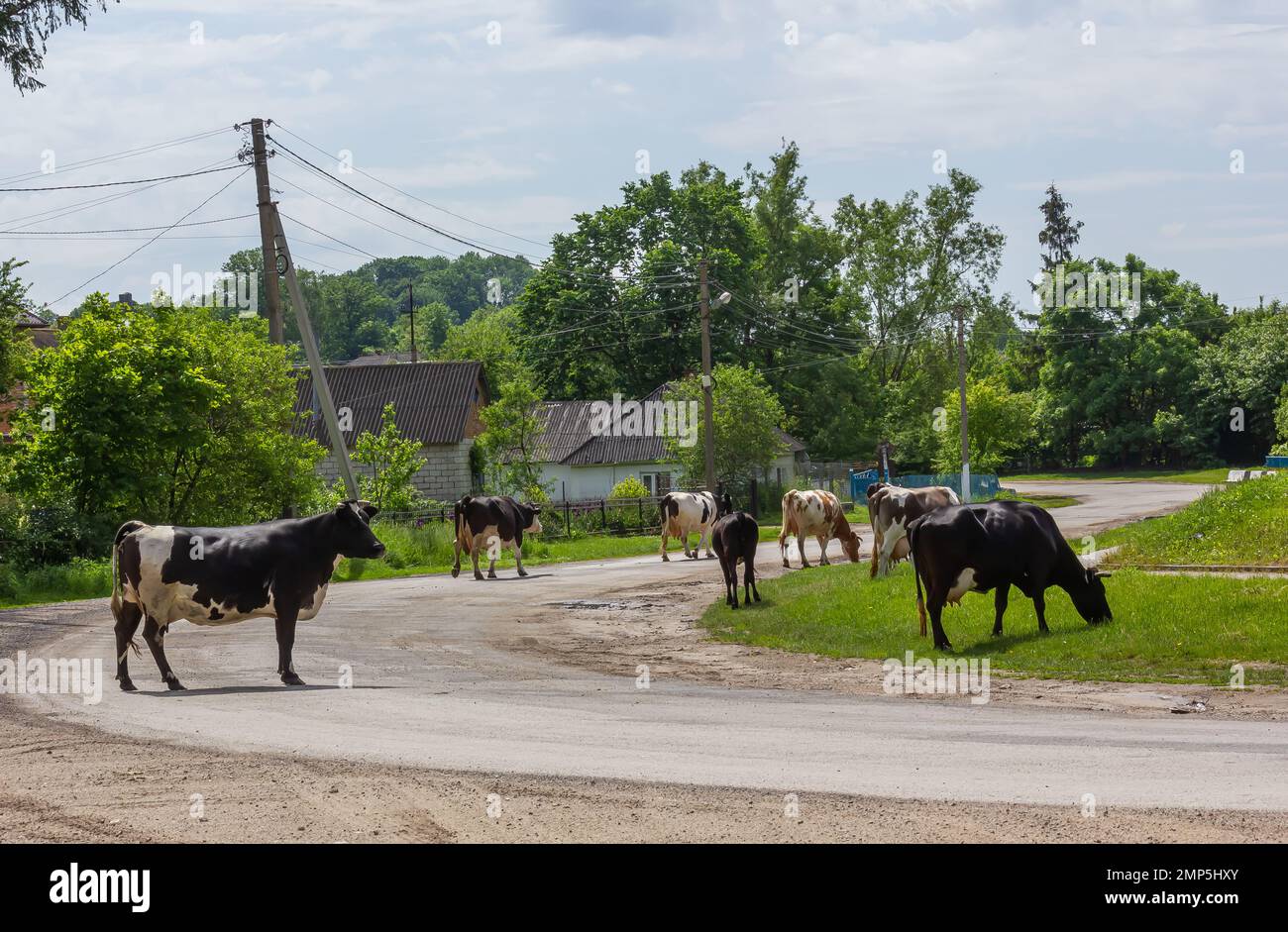 Kühe kommen an einem Sommertag auf dem Land von der Weide Stockfoto