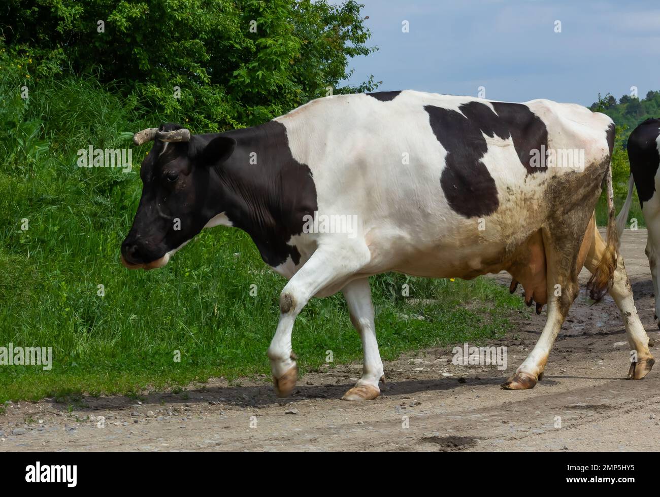 Kühe kommen an einem Sommertag auf dem Land von der Weide Stockfoto