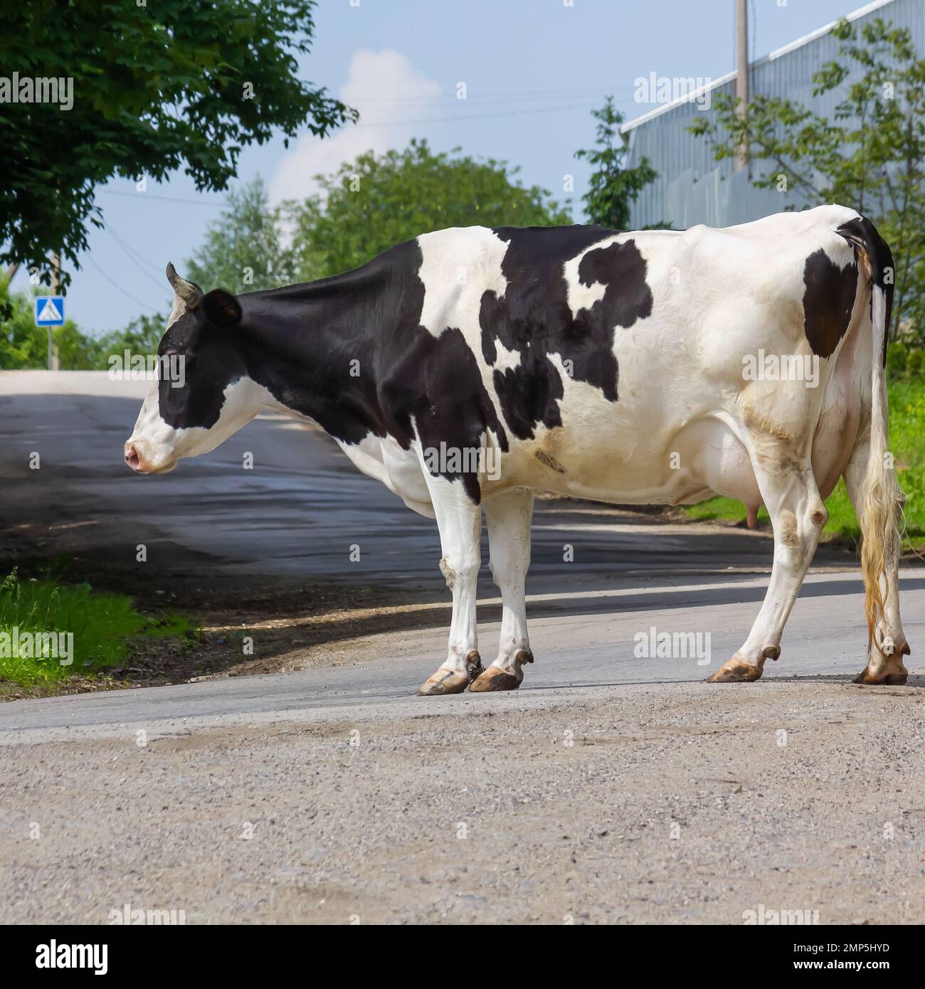Kühe kommen an einem Sommertag auf dem Land von der Weide Stockfoto