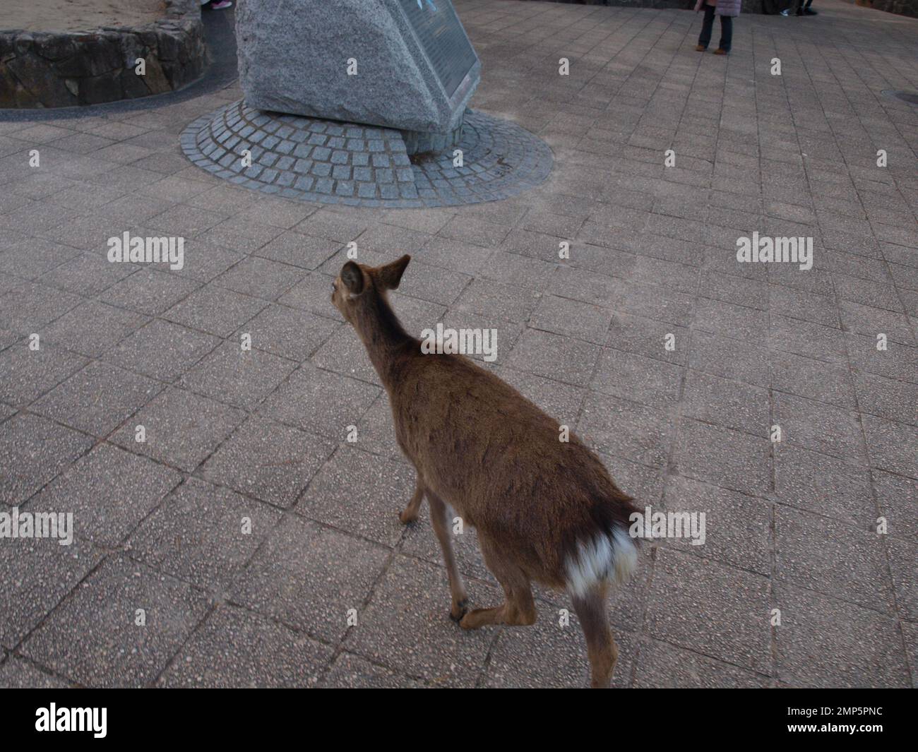 Rehe laufen davon Stockfoto