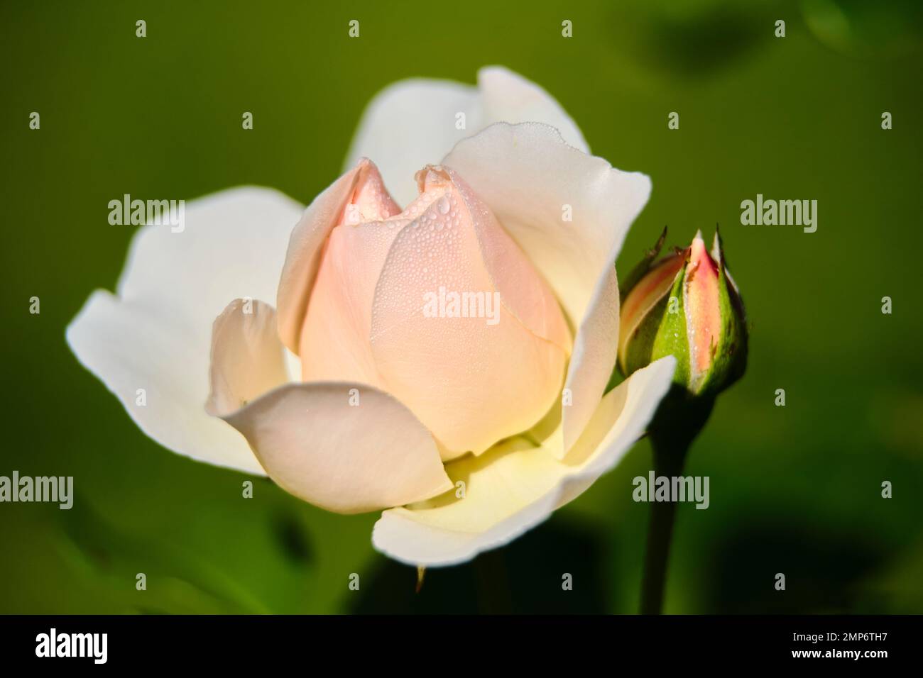 Wassertropfen auf Blüten Stockfoto