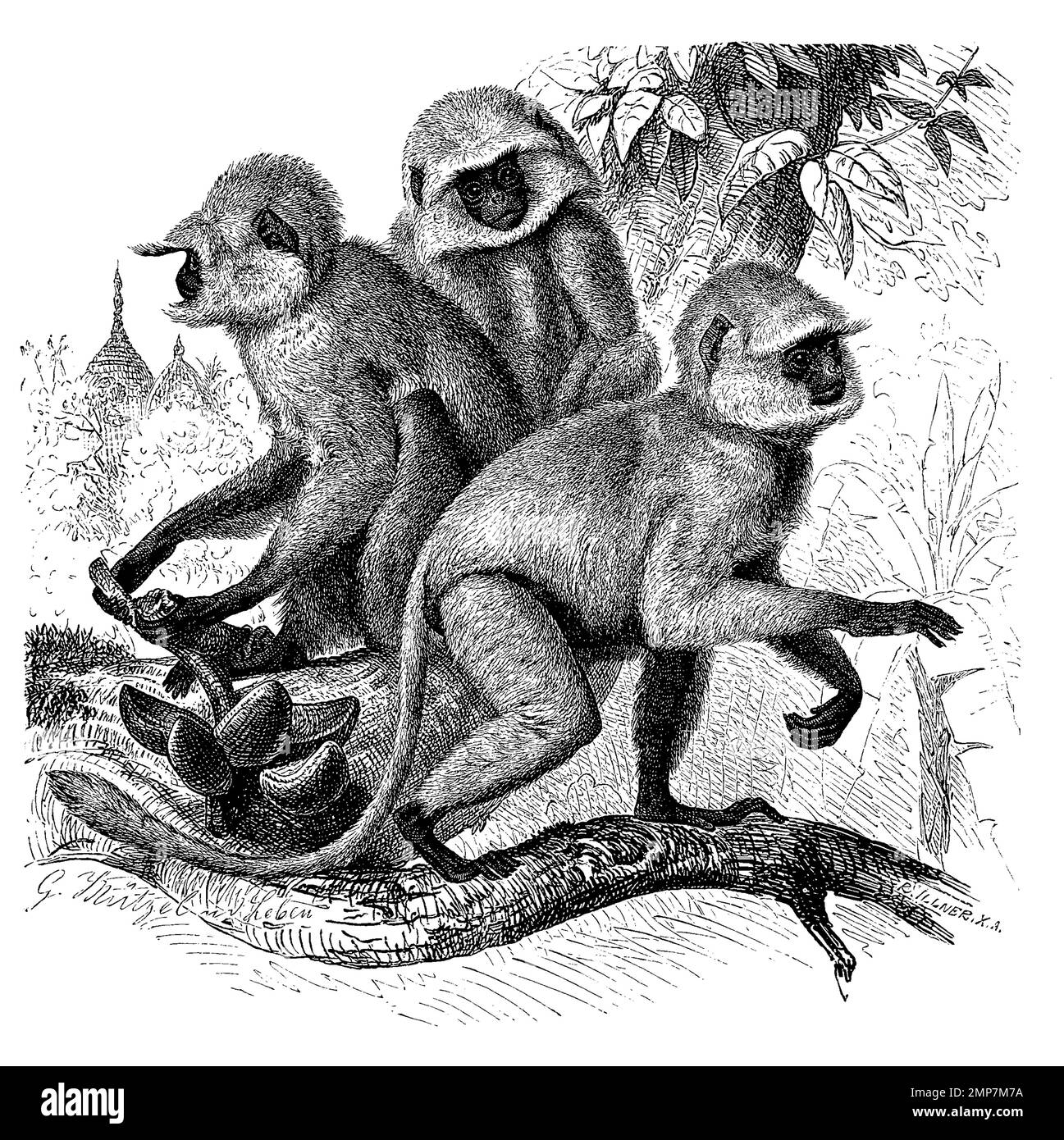 Bengalischer Hanuman-Langur, Semnopithecus entellus, eine Primatenart aus der Gruppe der Schlankaffen, digitale Restaurierte Reproduktion einer Originalvorlage aus dem 19. Jahrhundert, genaues Originaldatum nicht bekannt Stockfoto