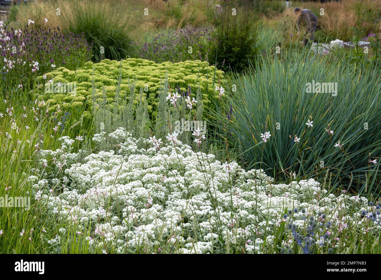 Gelbes Ochitok und Schafgarbweiß inmitten von Gräsern, modisches Gartendesign Stockfoto