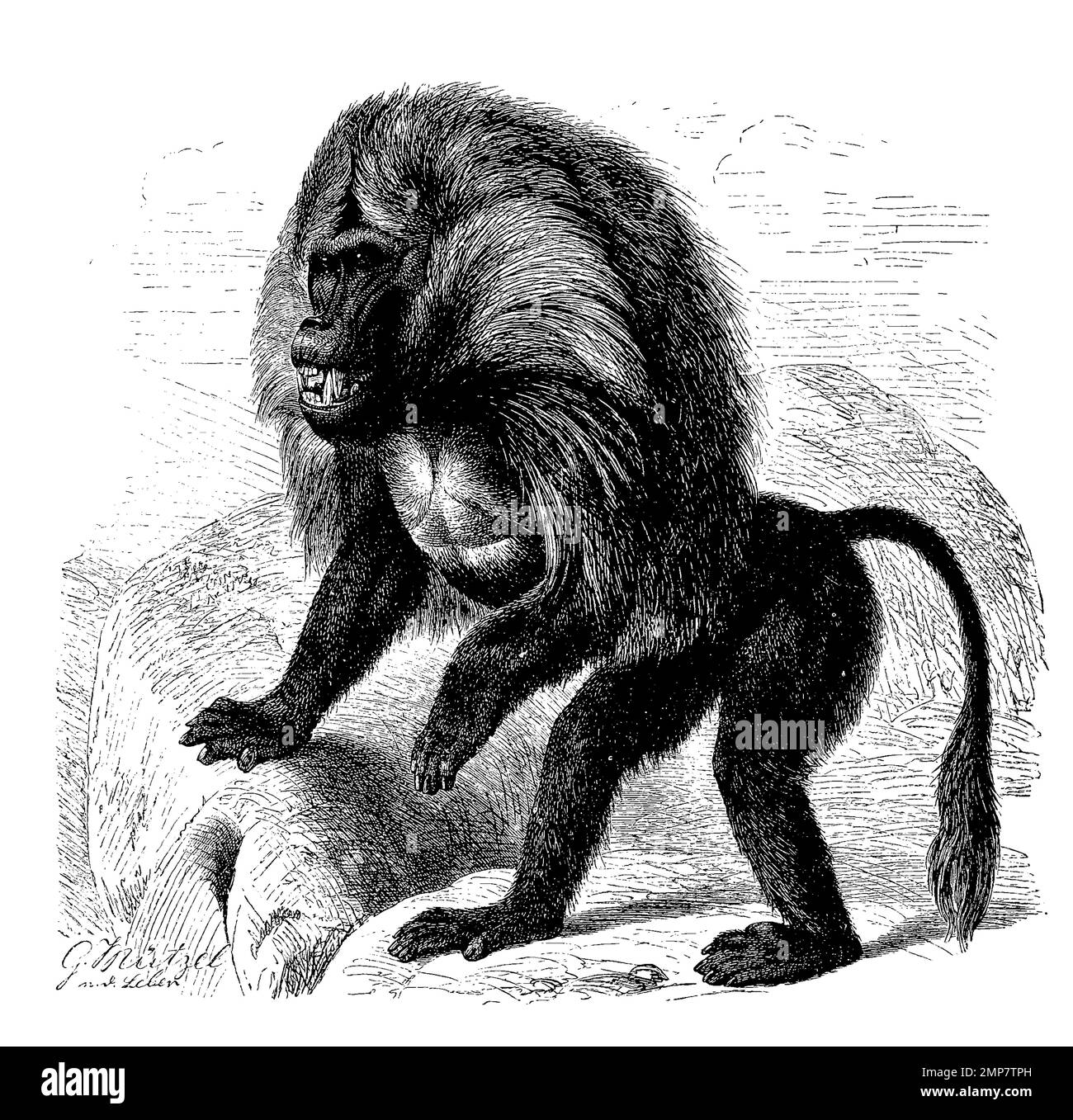 Dschelada oder Blutbrustpavian, Theropithecus gelada, eine sehr seltene Primatenart aus der Unterfamilie der Backentaschenaffen in der Familie der Meerkatzenverwandten, digitale Restaurierte Reproduktion einer Originalvorlage aus dem 19. Jahrhundert, genaues Originaldatum nicht bekannt Stockfoto