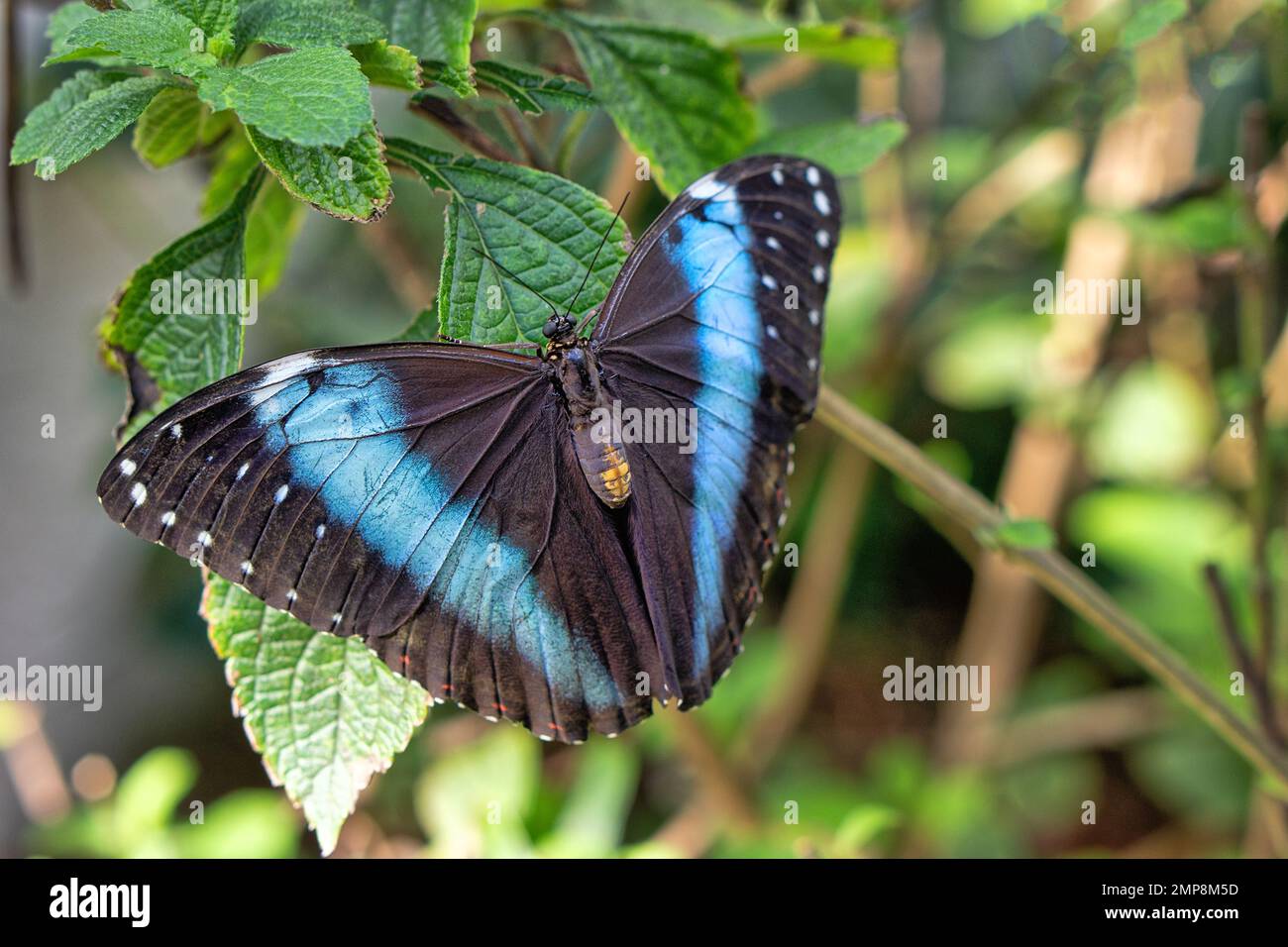 Morpho peleides, der Peleides-Blaumorphium, gemeiner Morpho ist ein schillernder tropischer Schmetterling, der in Mexiko, Mittelamerika, Nord-Südamerika, Stockfoto